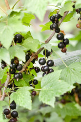 Similar image 2343713