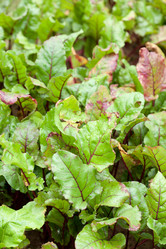 Similar image 2343724