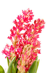 Similar image 2343732