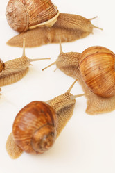 Similar image 2343826