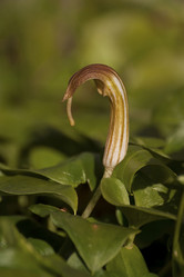 Similar image 2345823