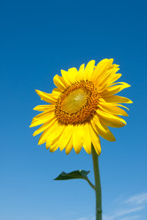 Similar image 2363110