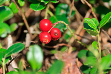 Similar image 2363328