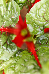 Similar image 2363692