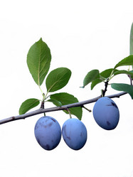 Similar image 2363912