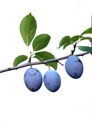 Similar image 2363913