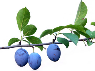 Similar image 2363915