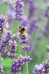 Similar image 2365301