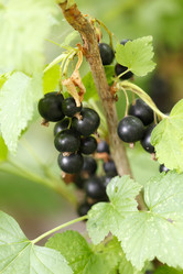 Similar image 2366121