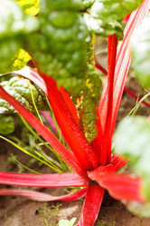 Similar image 2366266