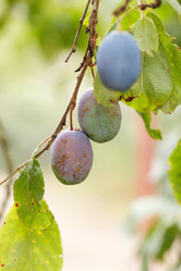 Similar image 2366285