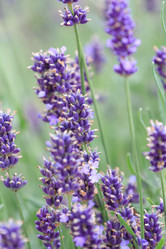 Similar image 2376197