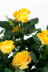 Similar image 2377995