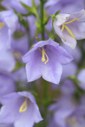 Similar image 2381113