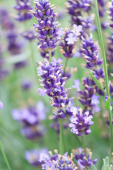 Similar image 2381155