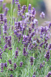 Similar image 2381299