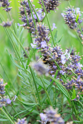 Similar image 2381468