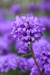 Similar image 2381636