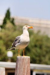 Similar image 2382375