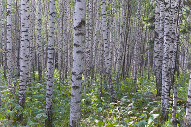 Similar image 2391527