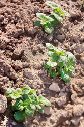 Similar image 2392500