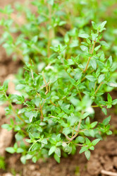 Similar image 2392835