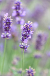 Similar image 2392940