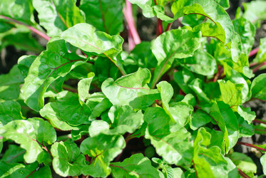 Similar image 2417329