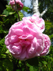 Similar image 2426697