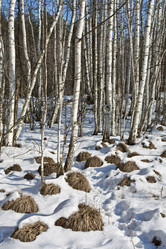 Similar image 2429344