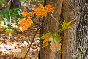 Similar image 2429857