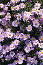 Similar image 2434275