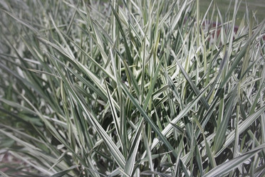 Similar image 2437446