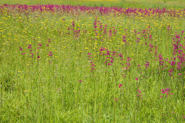 Similar image 2455750