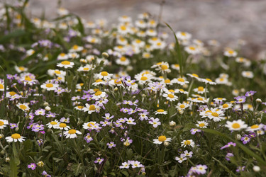 Similar image 2461519