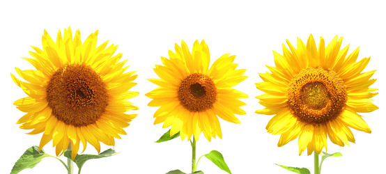 Similar image 2462792