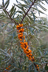 Similar image 2463135