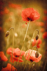 Similar image 2463736