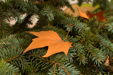 Similar image 2478607