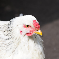 Similar image 2480299