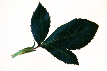 Similar image 2492621