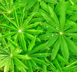 Similar image 2510285