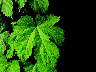 Similar image 2510332