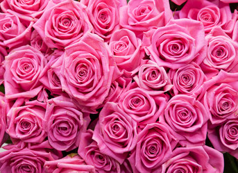 Similar image 2511200