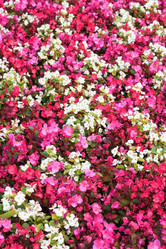 Similar image 2517696