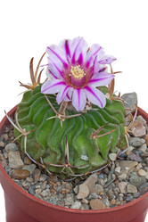 Similar image 2529243