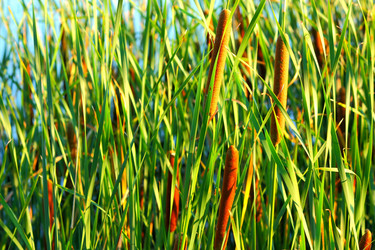 Similar image 2529393