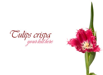 Similar image 2531611