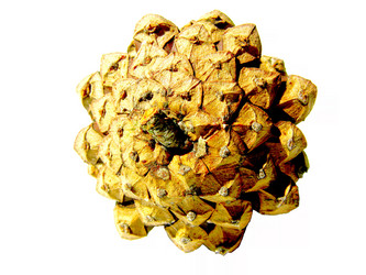 Similar image 2532588