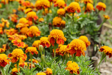 Similar image 2534007